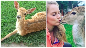 Baby Deer Found With A Missing Leg
