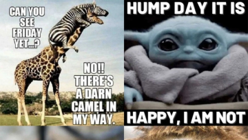 100+ Happy Hump Day Funny Meme