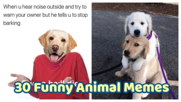 30 Funny Animal Memes That Can Put A Smile On Your Face