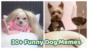 30+ Funny Dog Memes That Will Always Make Us LOL