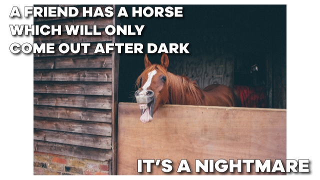 25 Funny Horse Memes Will Have You Giggling All Day Long