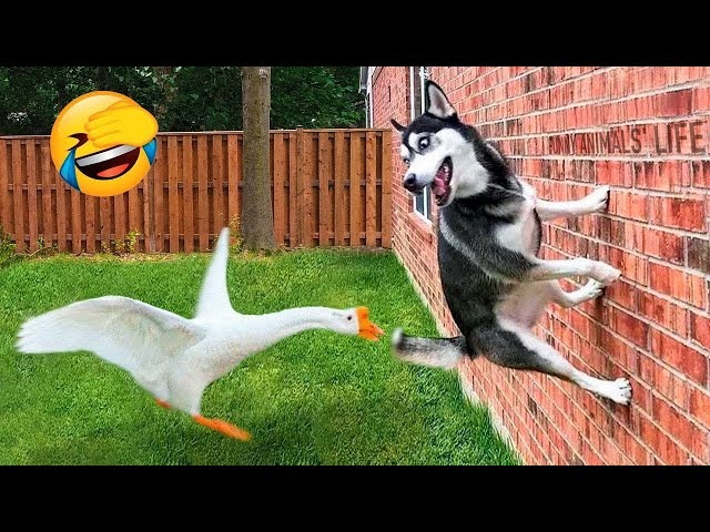 Chuckles Unleashed: LOL Animals Memes Laughter Fest!