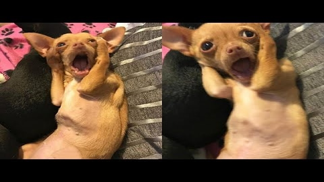 Funniest Animals Moments You Should Never Miss