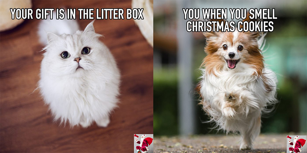 cute christmas cat memes