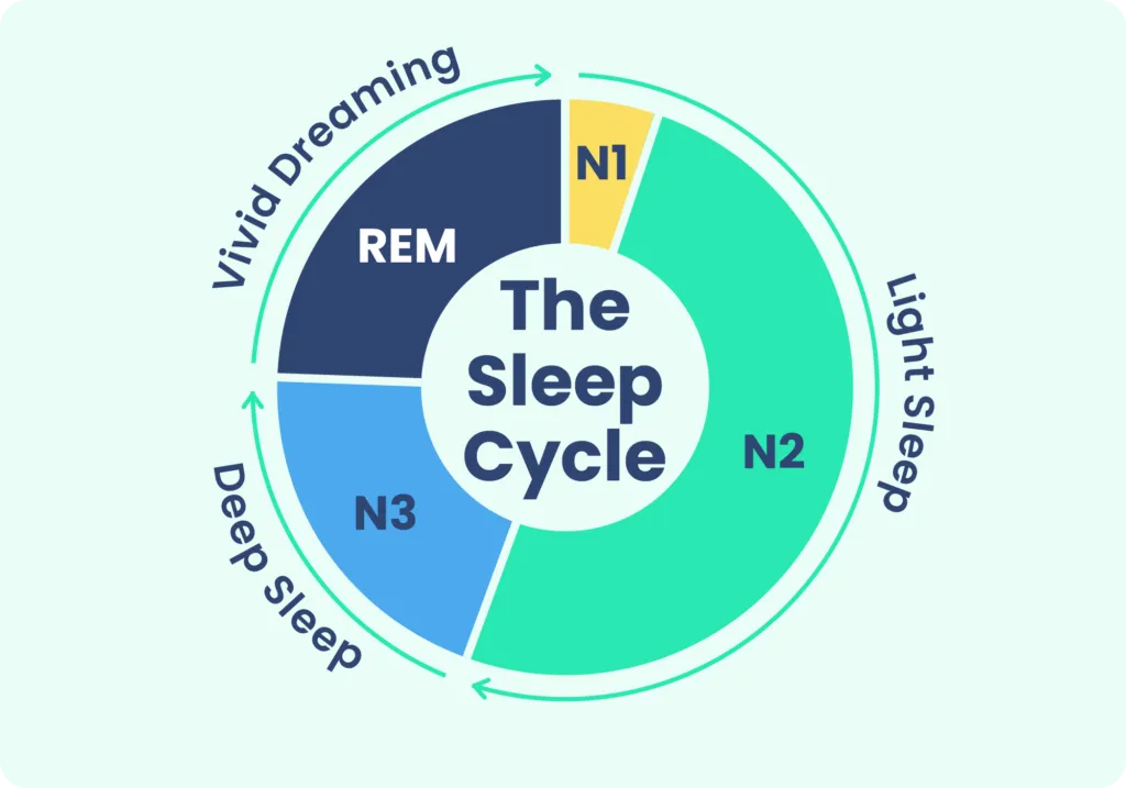 What are the stages of sleep