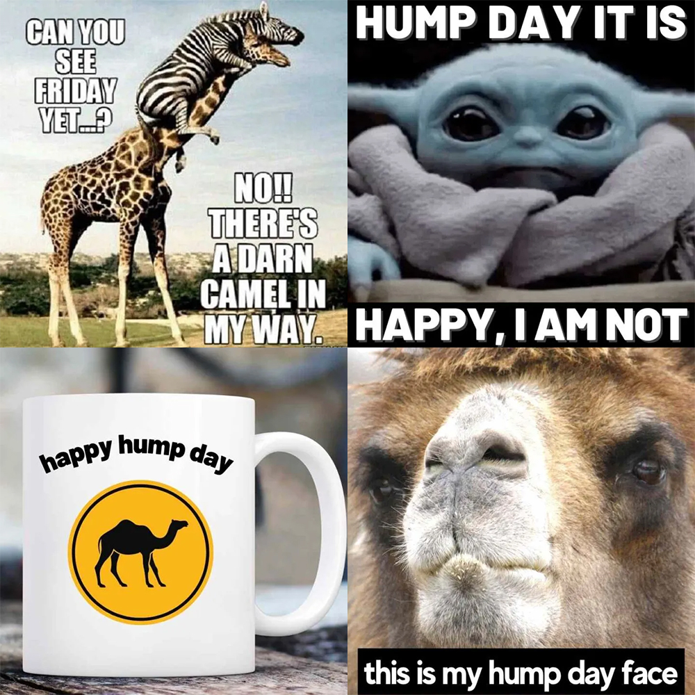 happy hump day funny