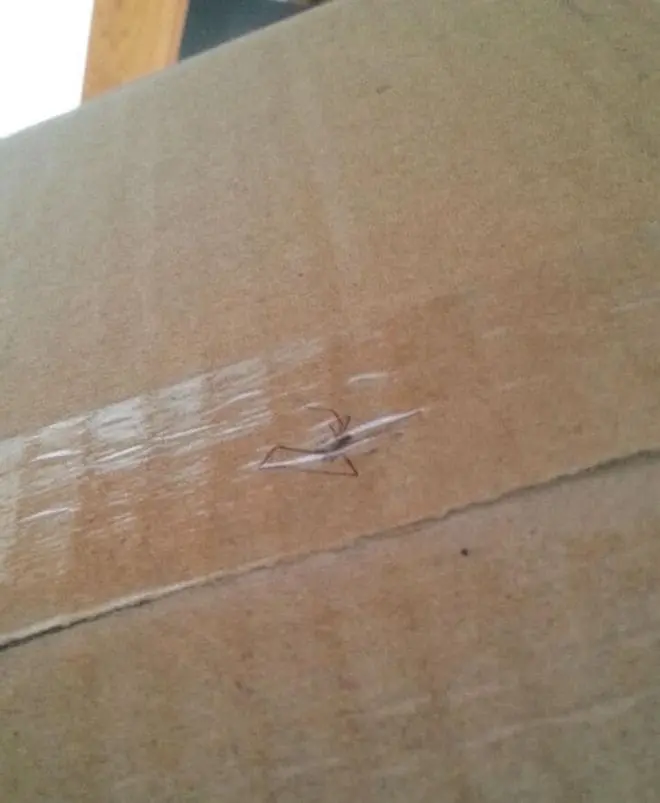 10+ Delivery Fails That Put You In The Dilemma