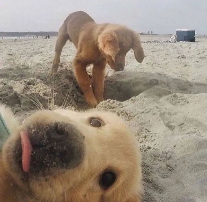 15+ Super Hilarious Photobombs That Made Us Burst Into Laughter