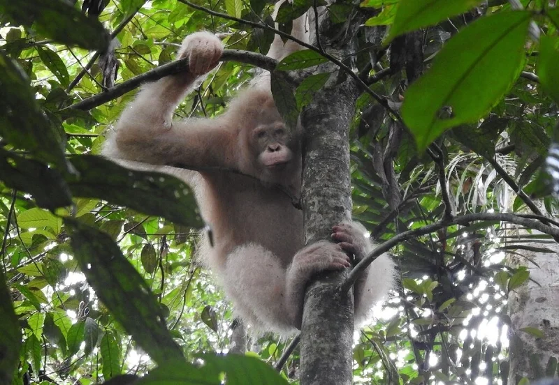 Alba the only known albino orangutan