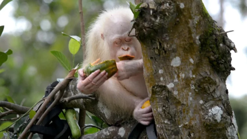 Alba the only known albino orangutan