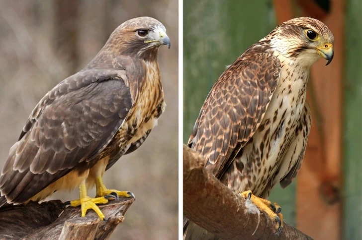 Hawk and Falcon