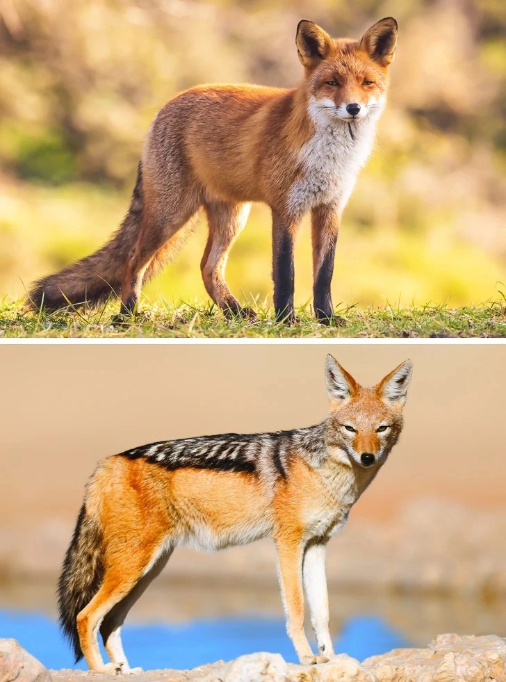 Fox and Black-backed jackal