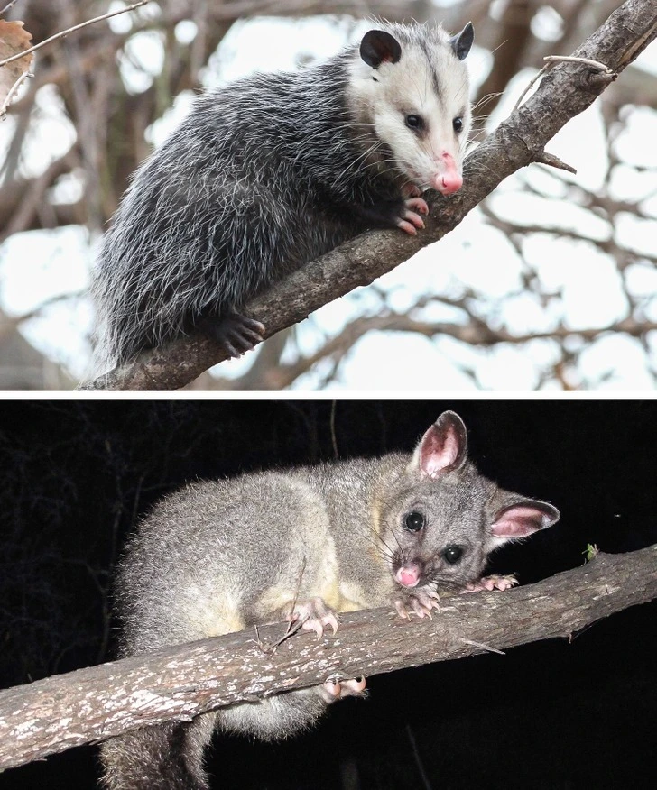 Opossum and Possum