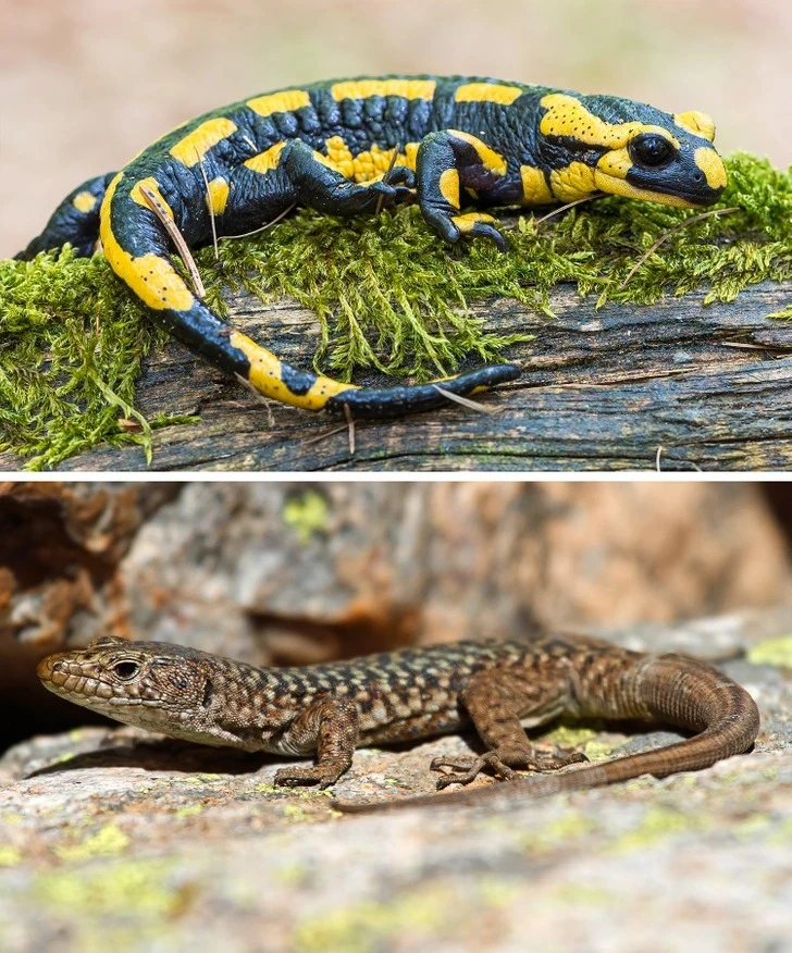 Salamander and Lizard