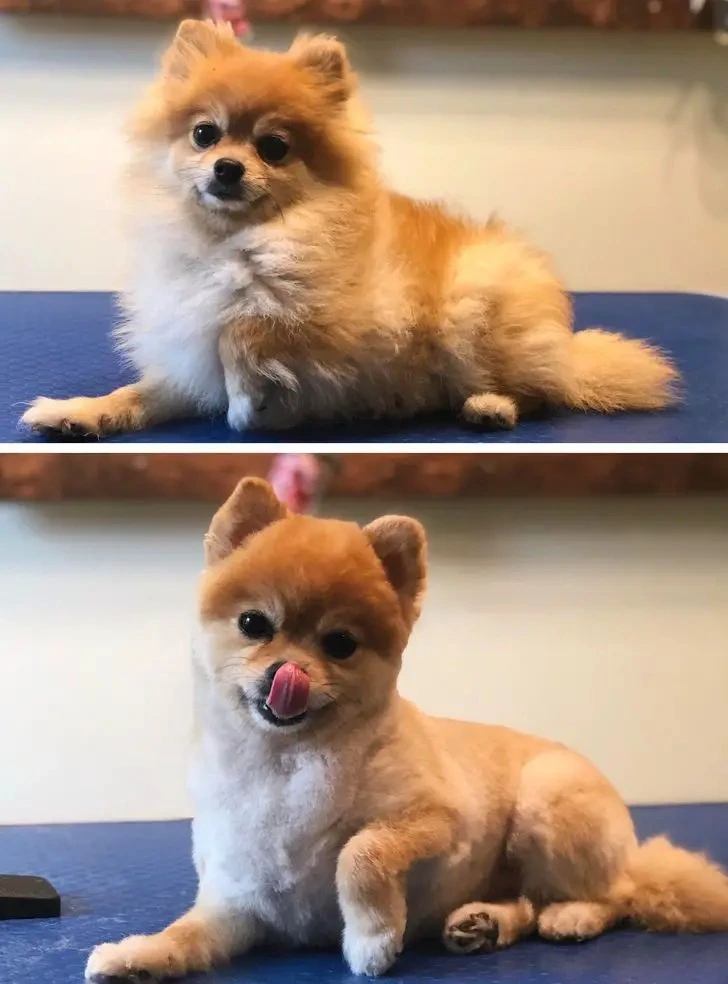 Funny dog grooming pictures