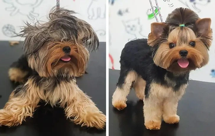 Funny dog haircut photo