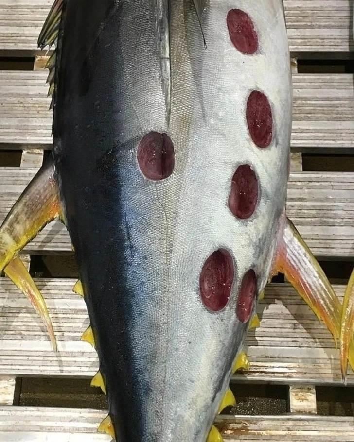 The Tuna With Huge Bites