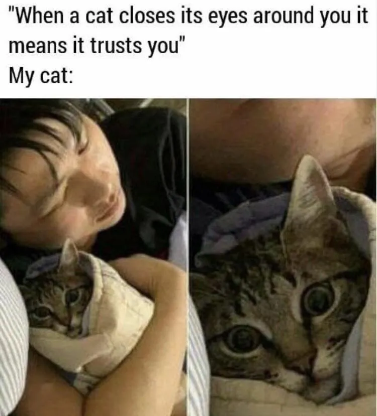 32 Funny Cat Memes