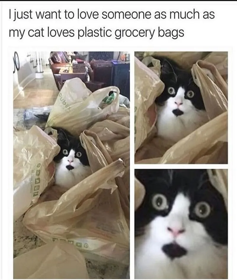 32 Funny Cat Memes