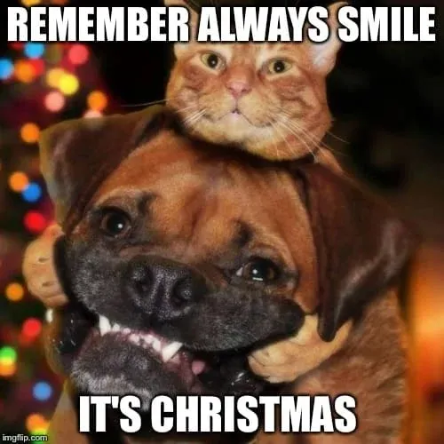 25 Funny Christmas Memes That Will Make You Laugh All Holiday Season