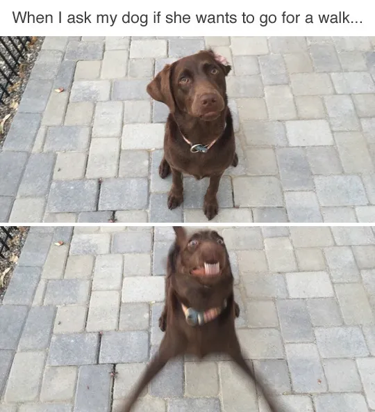 Funny Dog Memes