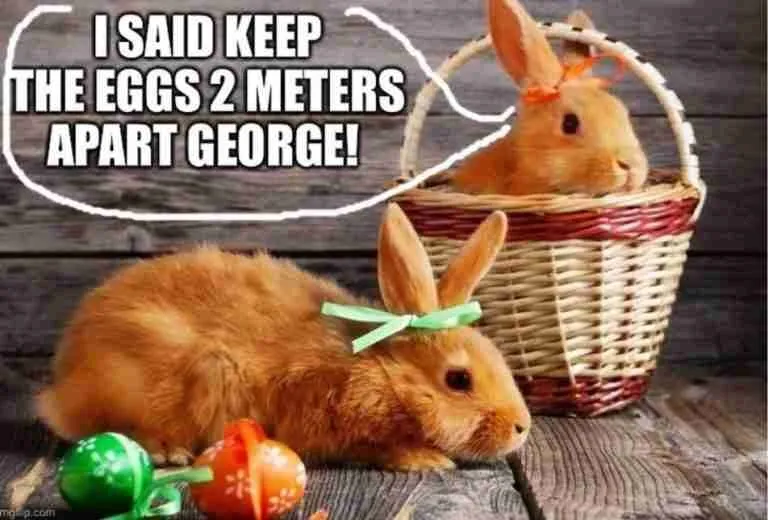 Funny Easter Memes