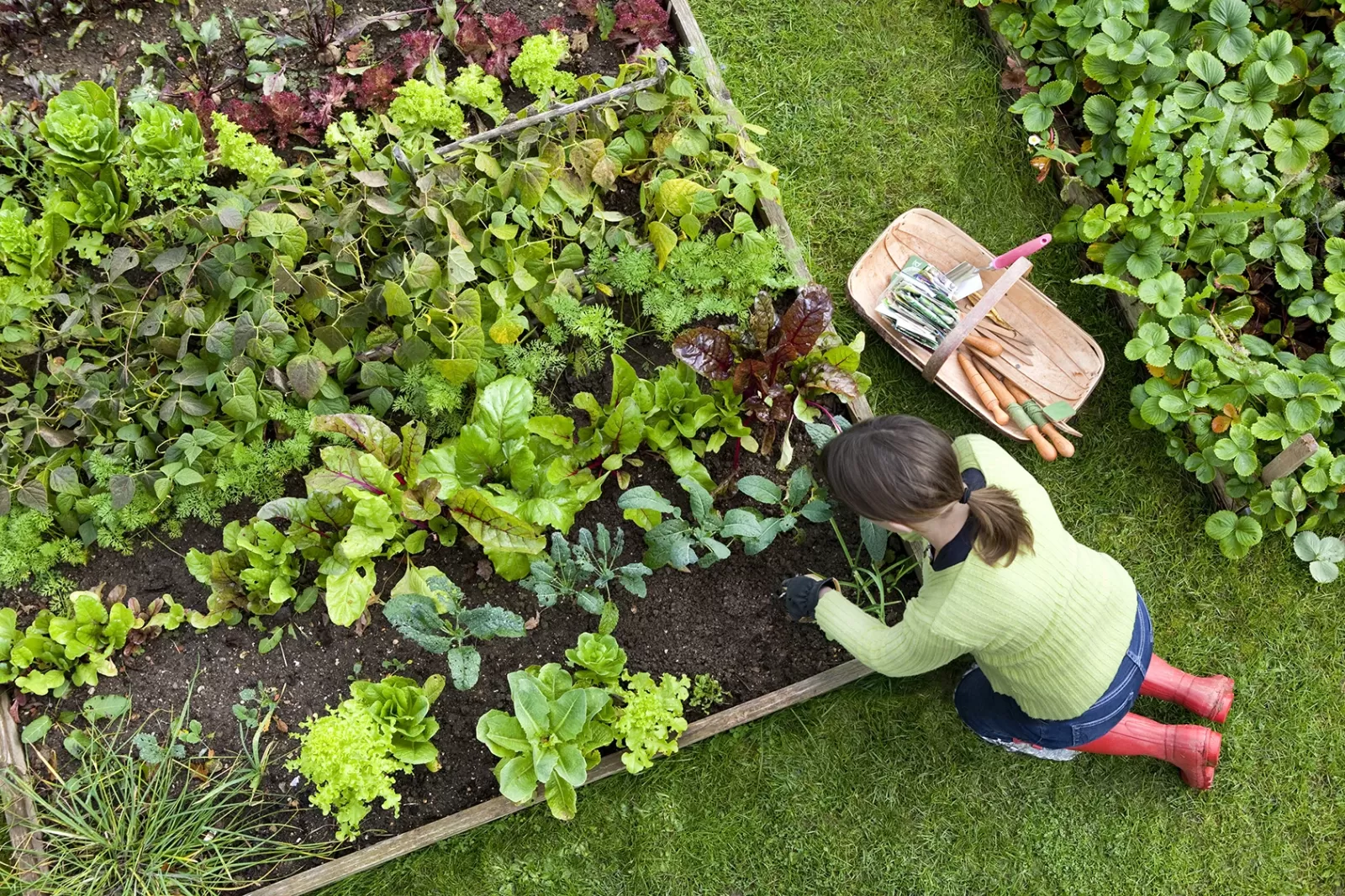 Essential Gardening Tips For Beginners