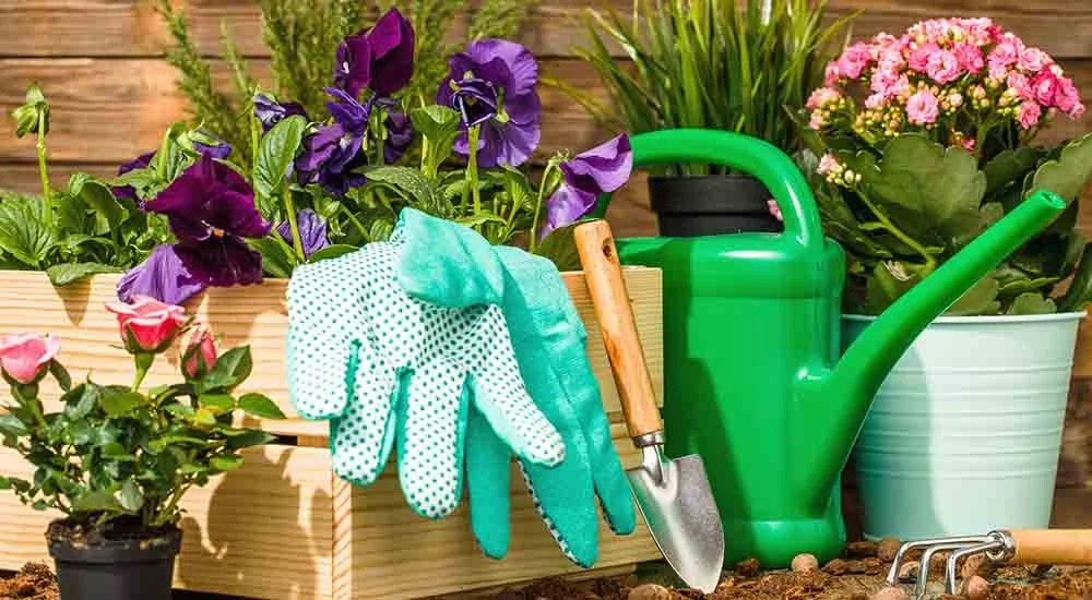 Essential Gardening Tips For Beginners