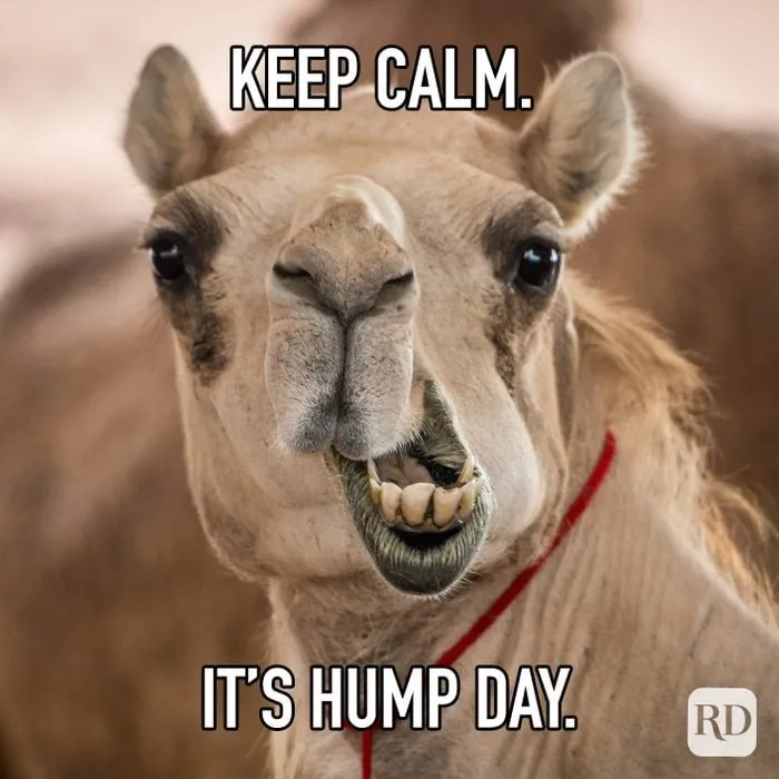 happy hump day animals