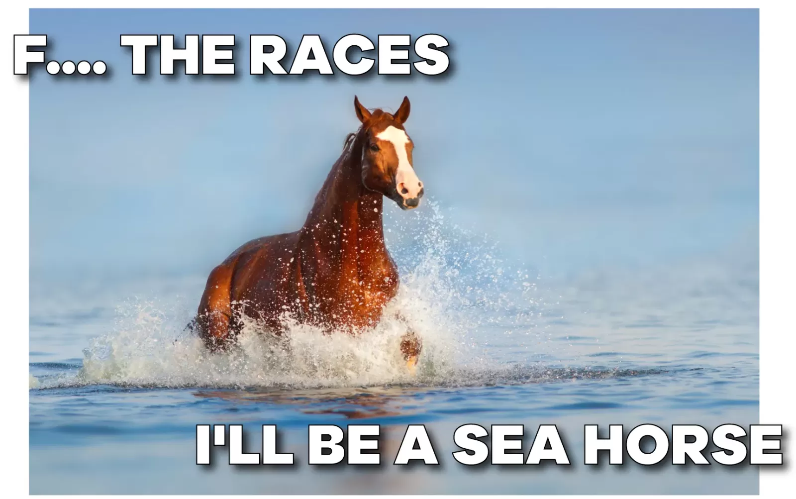 25 Funny Horse Memes