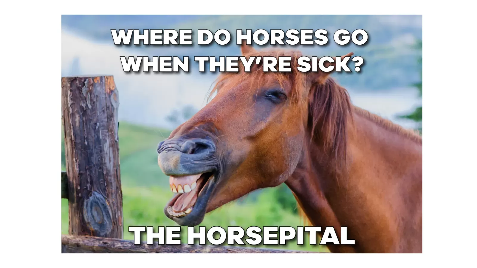 25 Funny Horse Memes