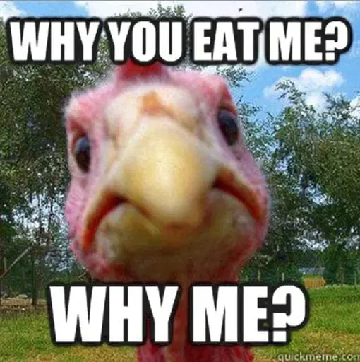 25 Funny Turkey Memes