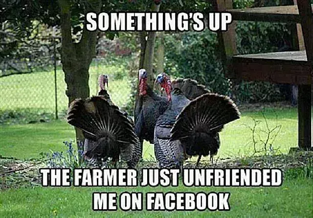 25 Funny Turkey Memes