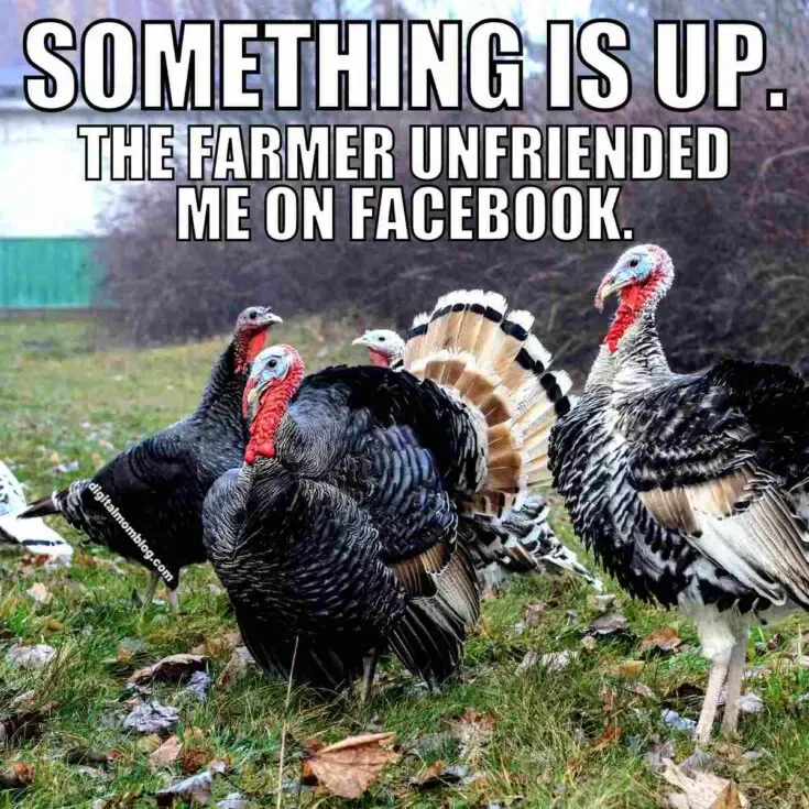 25 Funny Turkey Memes To Lighten The Mood On Thanksgiving Day