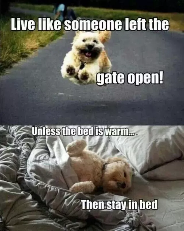 25 Hilarious Pet Memes To Help You Giggle All Week