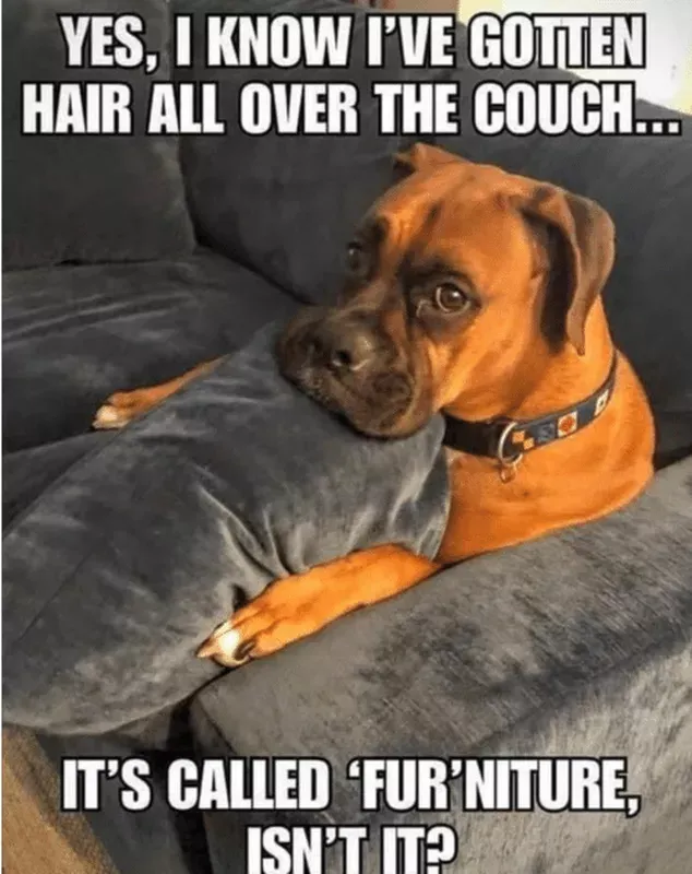 25 Hilarious Pet Memes To Help You Giggle All Week