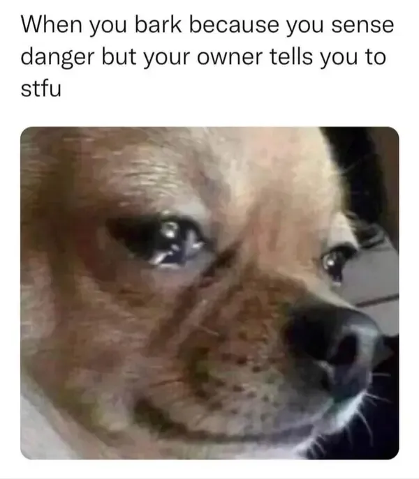 Cute Dog Memes