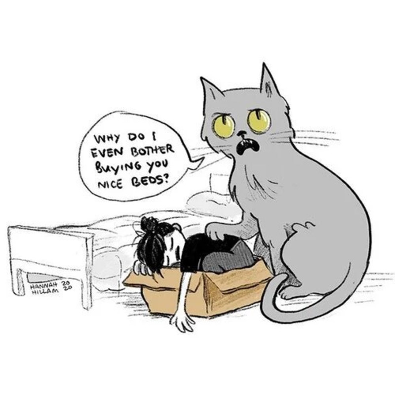 20 Hannah Hillam Comics Show What Happens When Cats And People Swap Places