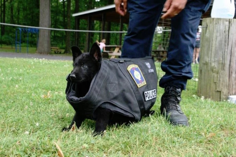 Although Police Officers Must Be Serious These 20 Dogs Are Too Attractive