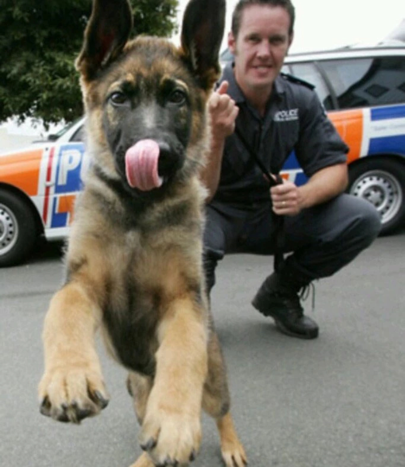 Although Police Officers Must Be Serious These 20 Dogs Are Too Attractive
