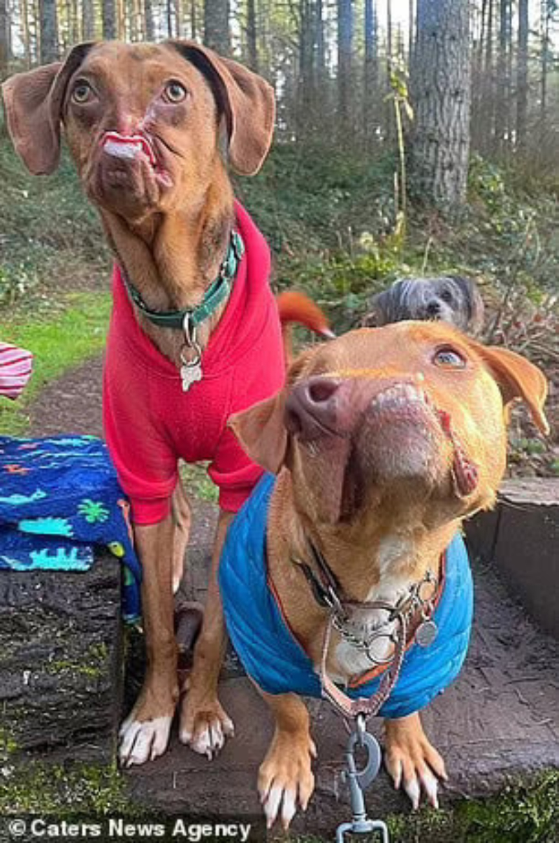 Two Odd Canines Who Were Adopted 5 years Apart Are Now The Closest Of Buddies