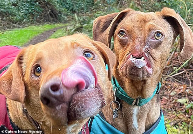 Two Odd Canines Who Were Adopted 5 years Apart Are Now The Closest Of Buddies